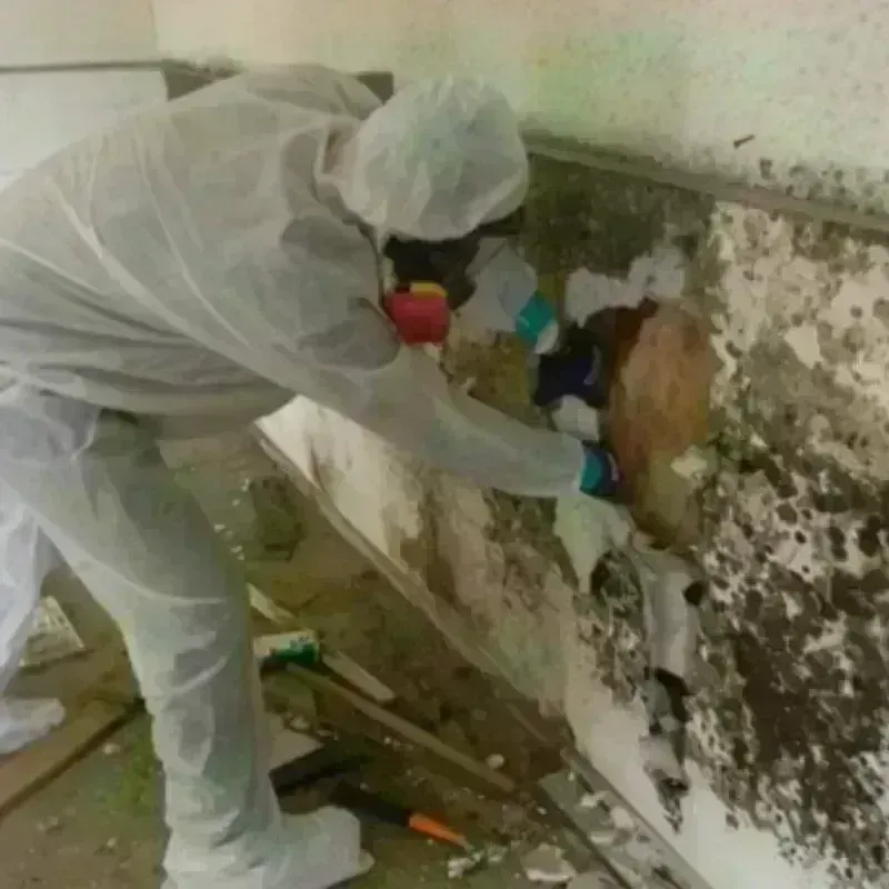 Mold Remediation and Removal in Clinton, MO